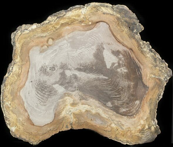 Petrified Wood Slab - Sweethome, Oregon #41887